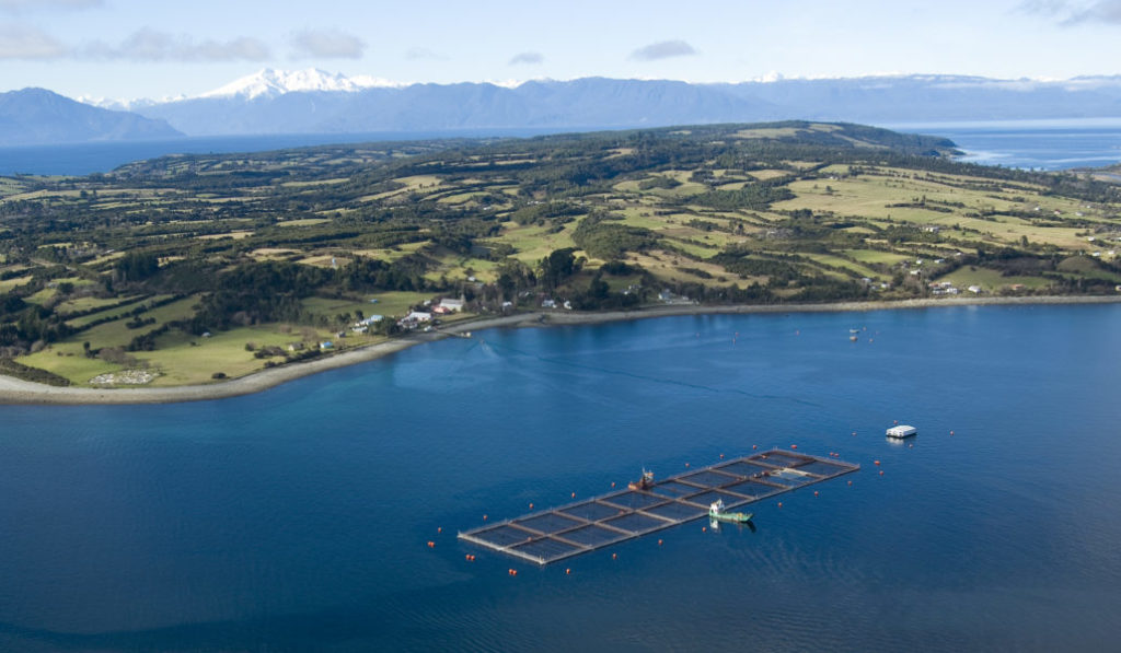 Avanza al Senado proyecto que permitirá a pescadores artesanales capturar salmones fugados