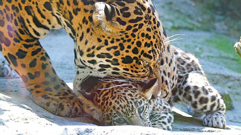 Madre se come al primer cachorro de jaguar nacido por inseminación artificial