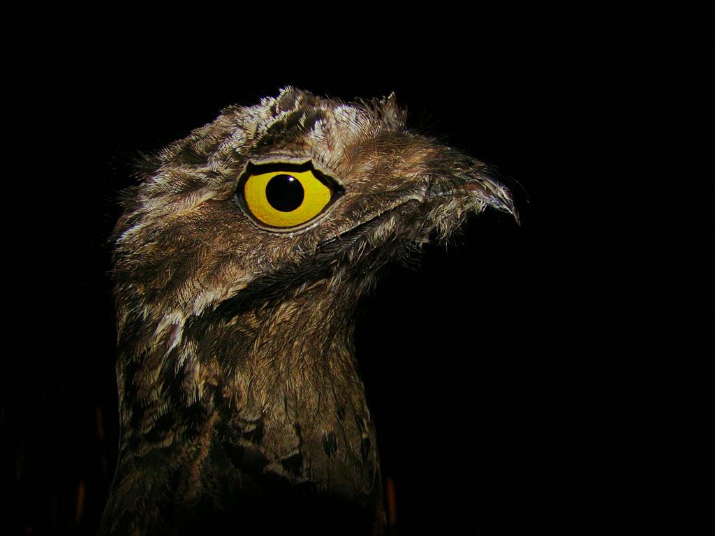 Aparece en Argentina un Kakuy, un ave mítica en vía de extinción