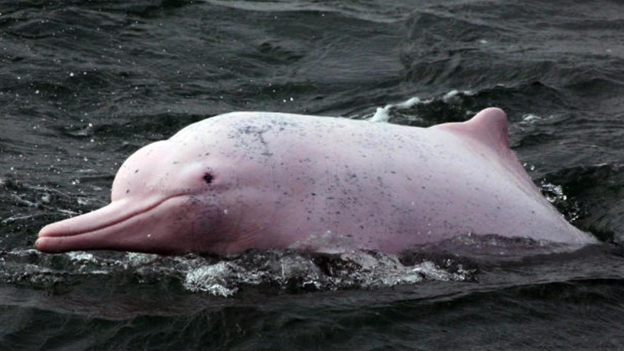 (+Videos) Científicos revelan los sonidos que usan los delfines para comunicarse