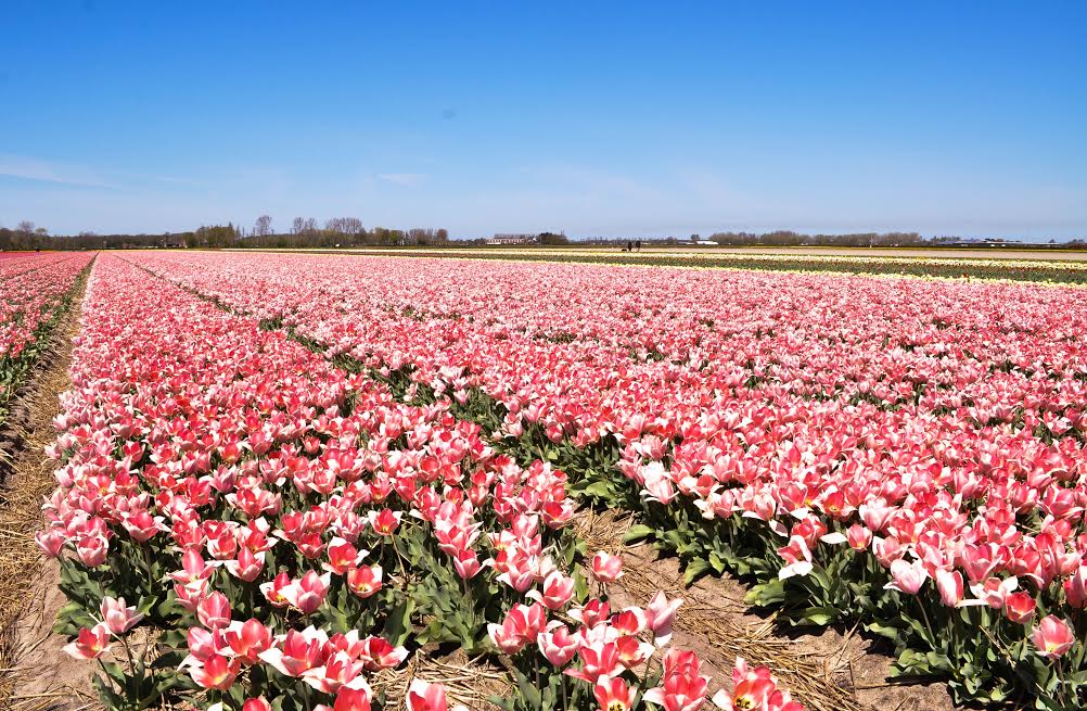 Temporada de tulipanes atrae a miles de turistas en Holanda