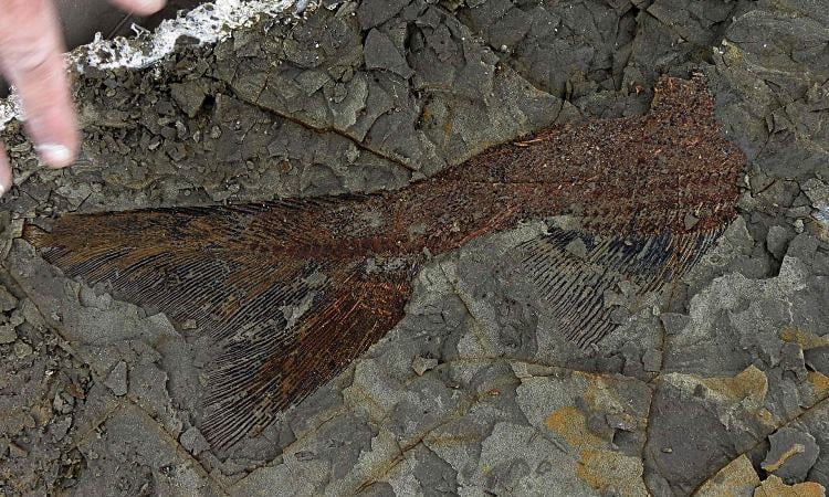 Fósiles de peces muestran detalles del mismo día en que murieron los dinosaurios