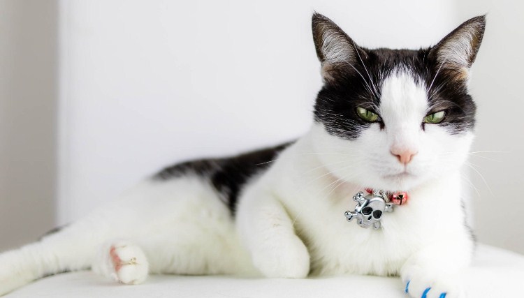 España: confirman el primer caso de un gato enfermo de covid-19