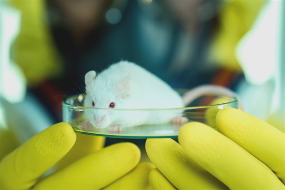 Científicos logran erradicar por completo el cáncer de páncreas en ratones