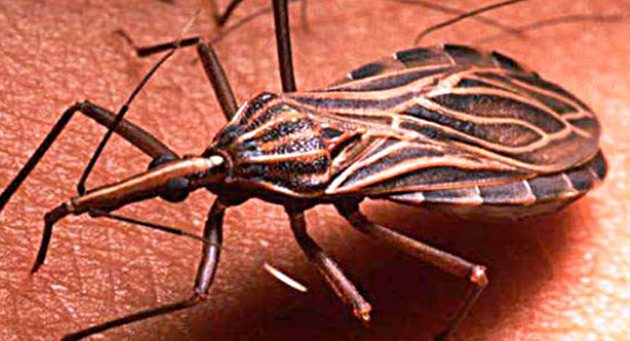 Chile libre de Chagas