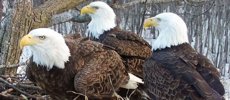 Esta es la dramática historia de tres águilas que son familia y cuidan su nido en Illinois