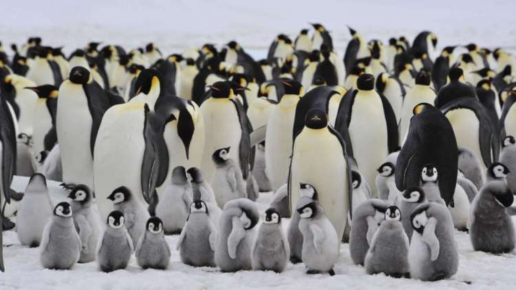 «Bonitos y gorditos», celebra el Día Mundial del Pingüino