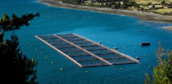 Los Ríos: Acusan a directora regional del SEA por conflicto de intereses con empresas salmoneras