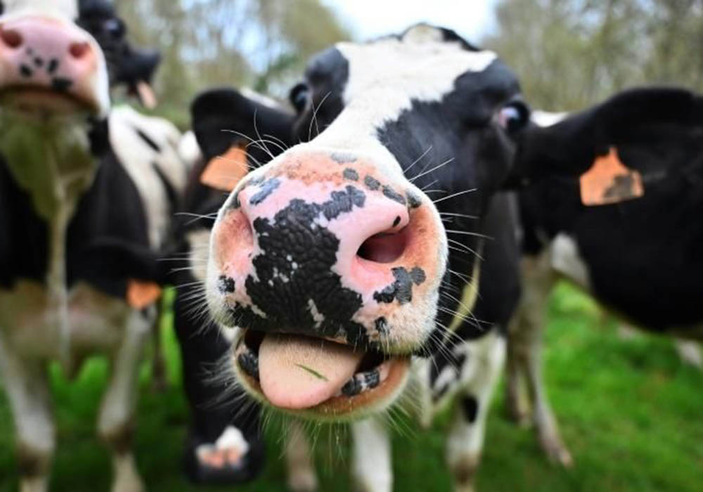 En Holanda las vacas aprenden a orinar en el «baño»