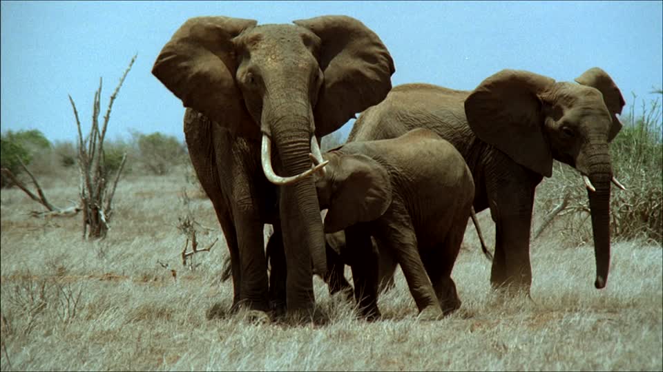 Kenia liberará en hábitat natural a elefantes huérfanos tras rehabilitación