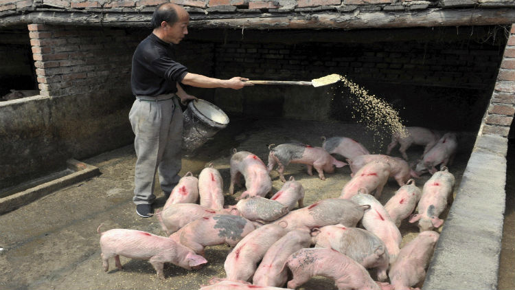 Investigadores chinos desarrollan  vacuna contra peste porcina africana