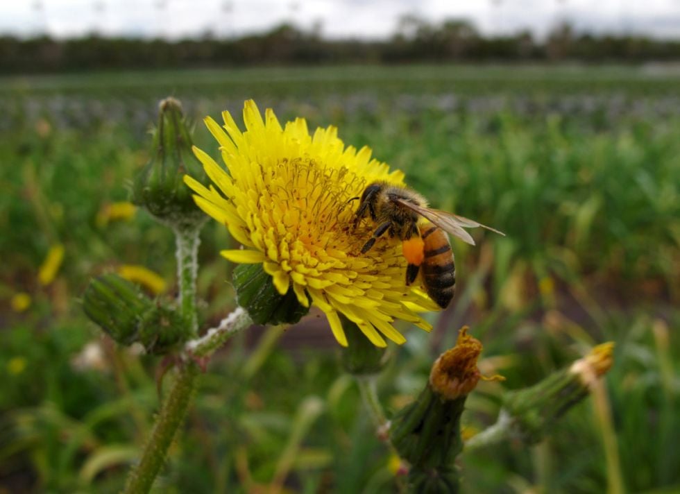 Más que miel: Declaran las abejas como el ser vivo más importante de la Tierra