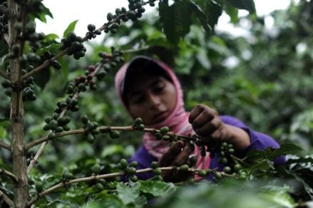 Cafeteros colombianos amenazados por caída de precios en el mercado internacional