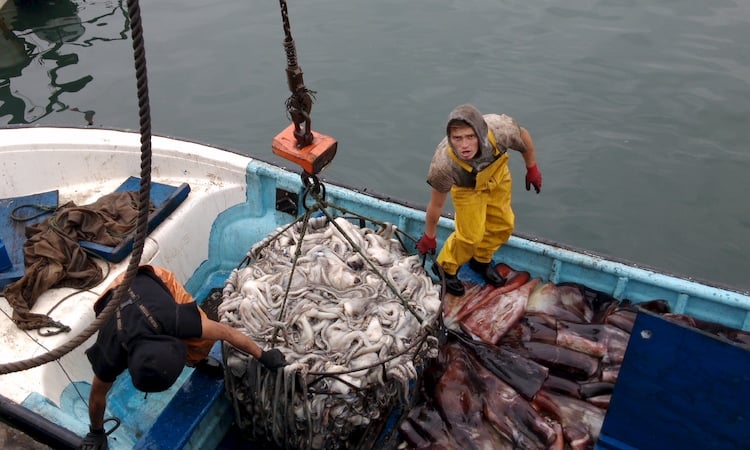 «La pesca no es agricultura»: Critican proyecto que incorpora al sector pesquero al Ministerio de Agricultura