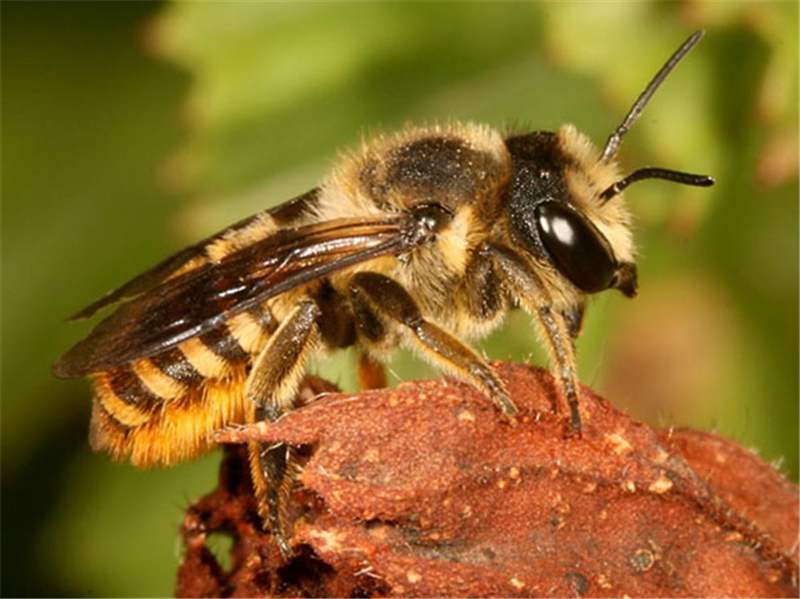 Descubren un nido de abejas silvestres construido con desechos plásticos en Argentina