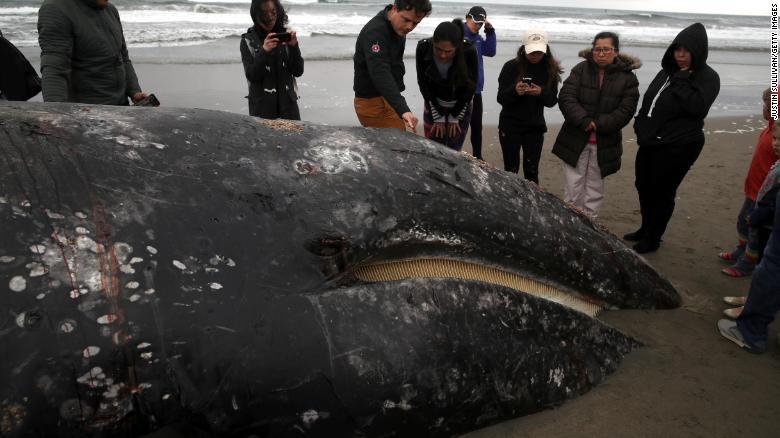 Novena ballena muerta aparece en bahía de San Francisco y enciende alarmas