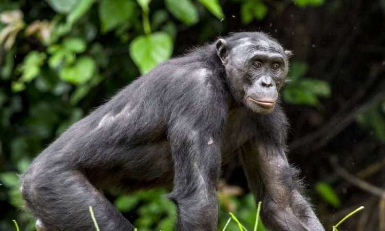 Primates: Descubren que las madres bonobo presionan para que sus hijos encuentren pareja sexual