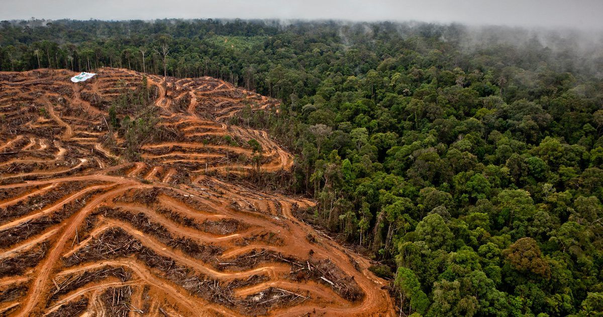 Urgen a cesar guerra contra los bosques para evitar el «colapso ecológico» del planeta