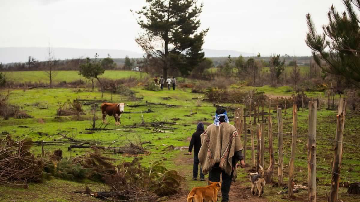 ¿Qué puede aportar a Chile la cosmovisión mapuche en el combate contra el deterioro ambiental?