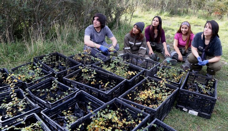 Estudiantes de la U. de Magallanes plantaron 200 lengas en el Parque Nacional Torres del Paine