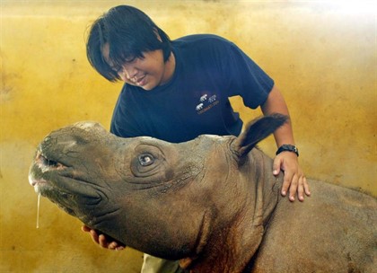 Rinoceronte muere por su avanzada edad. Foto: Europa Press