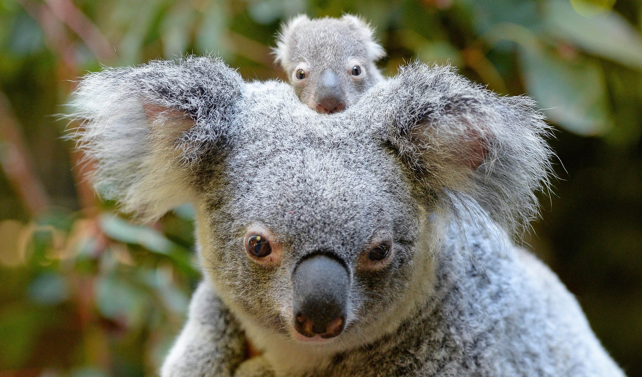 Los koalas no están extintos, pero sí a un paso de estarlo