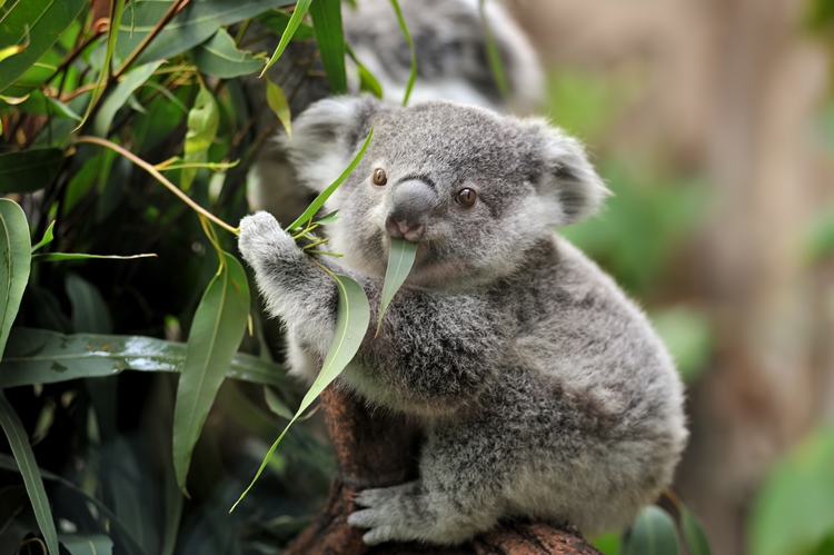 Expertos anuncian la inminente extinción de los koalas