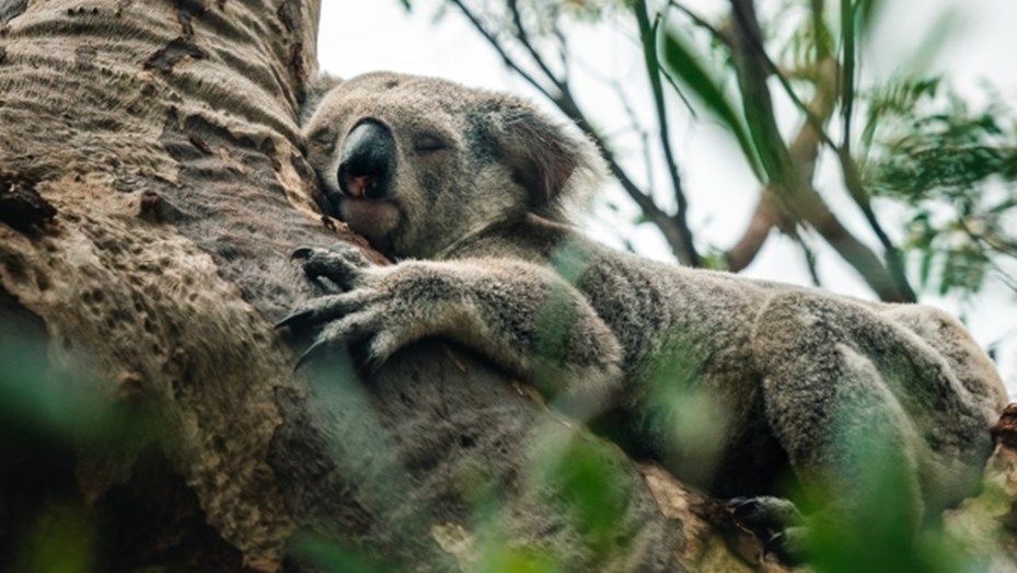 Cientos de koalas podrían haber muerto en un incendio forestal en Australia