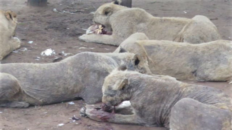 (Fotos) Hallan en un centro de animales a 27 leones con sarna y otros felinos en condiciones «parasitarias»