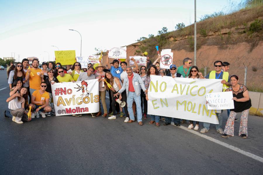 Transversal rechazo a instalación de planta avícola en Molina: Sería la más grande de Latinoamérica
