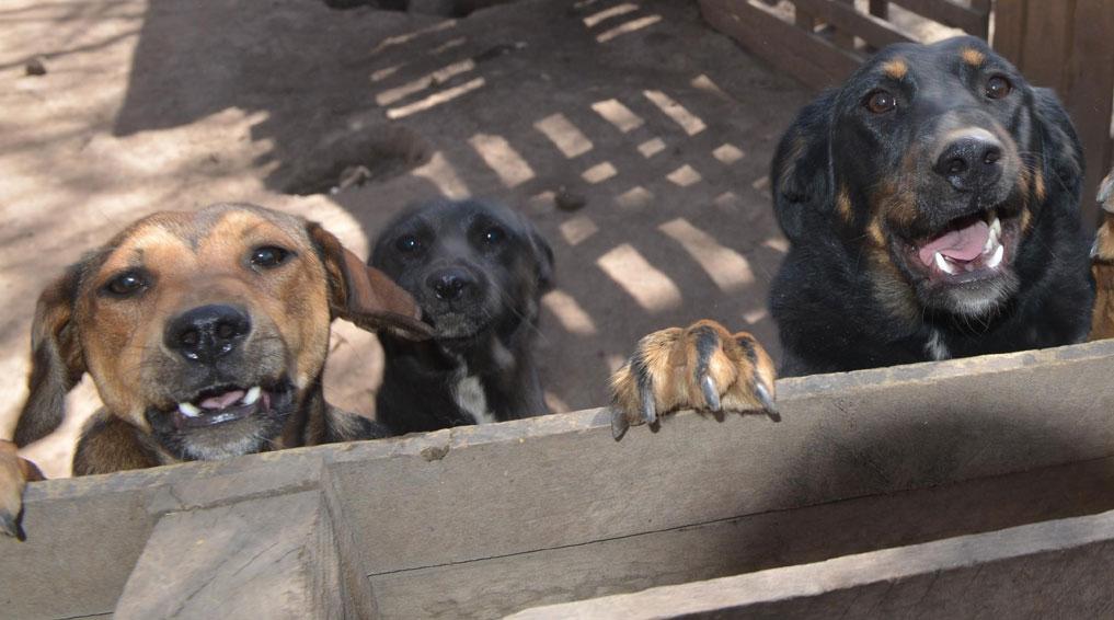 Senadores presentan moción para calificar a los animales como «seres vivientes y sensibles»