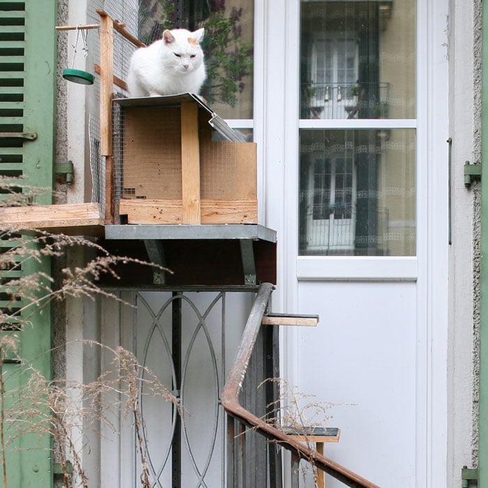 Hogares suizos adaptan escaleras especiales para los gatos