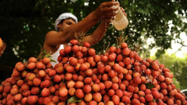 Por una mordida a la fruta prohibida: decenas de niños mueren en la India por el consumo de lichis