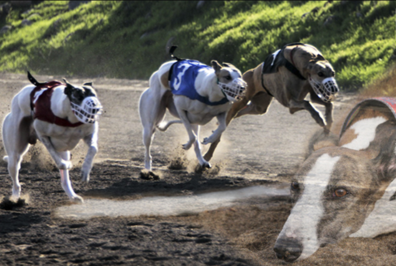 Adquiere fuerza movimiento que busca prohibición de carreras de perros galgos en Chile