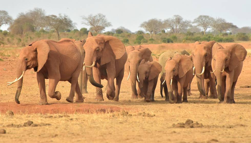 Hallan 22 elefantes muertos en Zimbabue