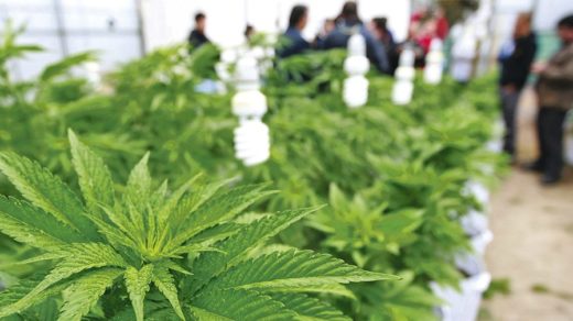 Colegio Médico en desacuerdo con uso medicinal de la marihuana: «No tenemos respaldo científico»
