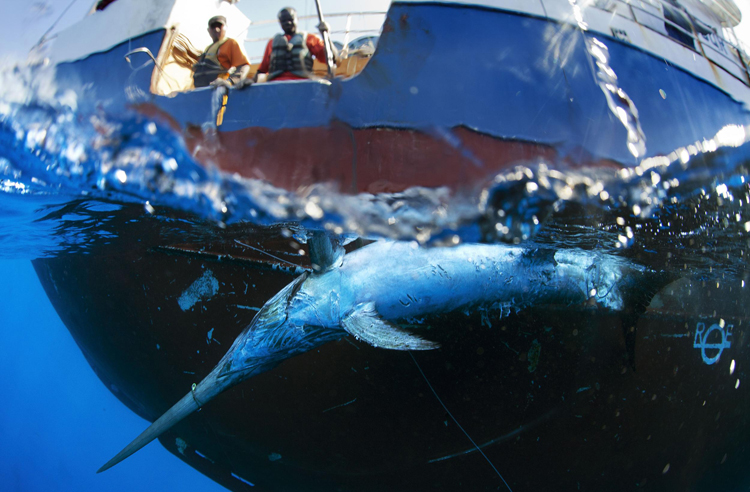 El mar se queda sin tiburones: Informe de Greenpeace alerta sobre masiva disminución de escualos