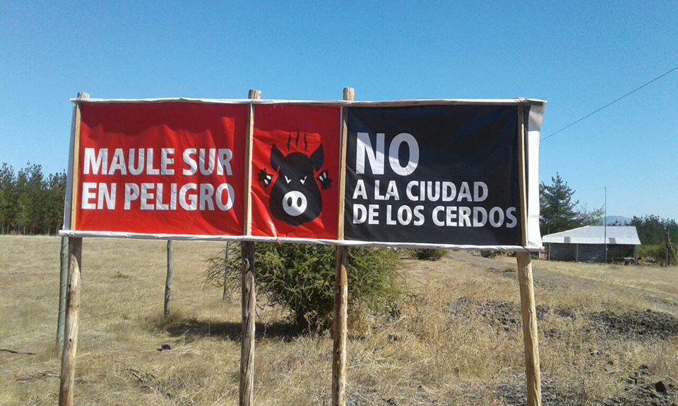 El Maule: Comunidades exigen clausura de planta de agroindustria porcina Coexca