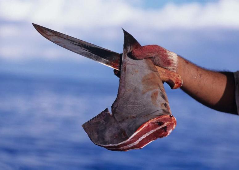 Canadá es el primer país del G7 en prohibir la importación de aletas de tiburón