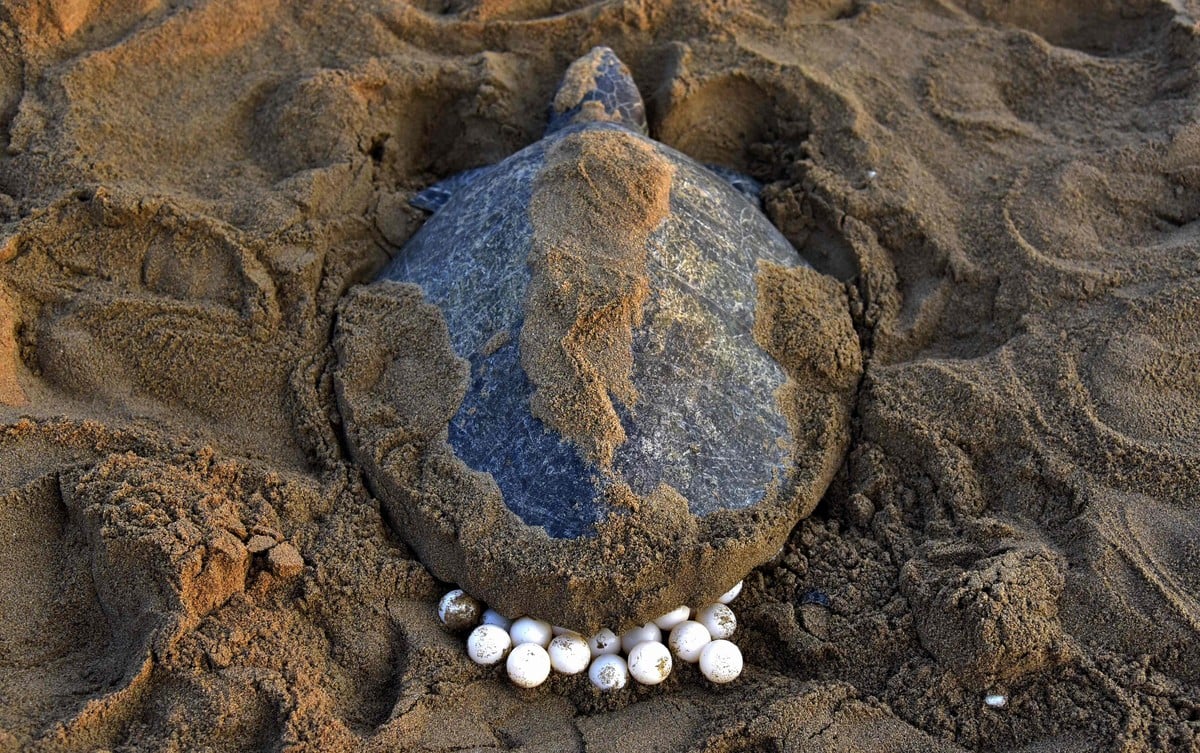 Reportan cifras récord de nidos de tortugas caguama en Georgia