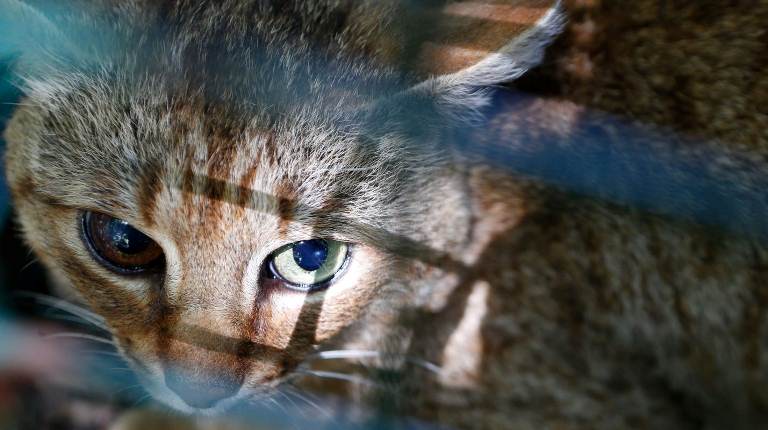 Un misterioso «gato-zorro» de Córcega podría ser una nueva especie de felino silvestre