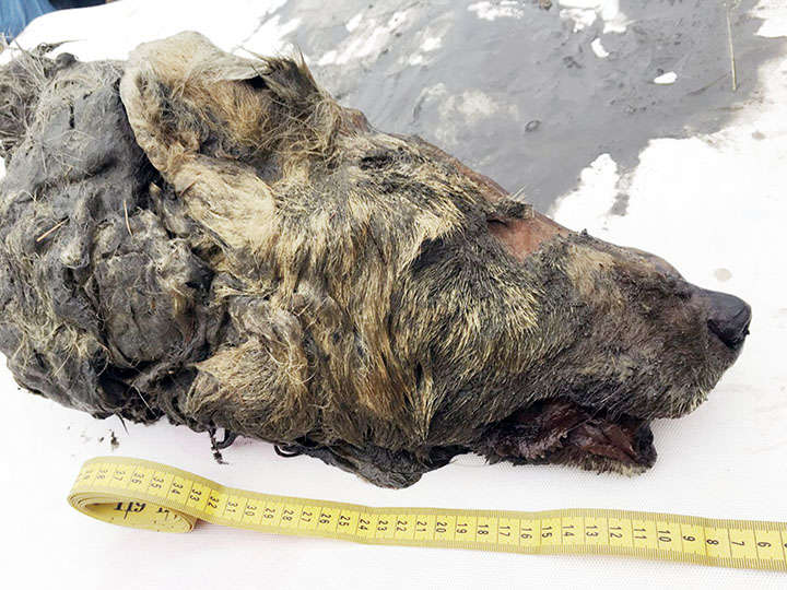 Descubren una enorme cabeza de lobo de 40.000 años en Siberia