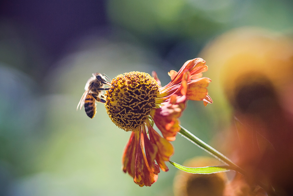 En Londres construyen corredor de abejas para compensar pérdida de hábitats