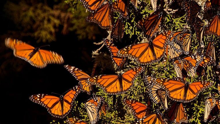 Las mariposas monarca criadas en cautiverio están perdiendo su habilidad migratoria