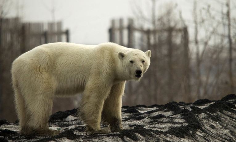 Captan a una osa polar hambrienta merodeando por una ciudad industrial de Rusia