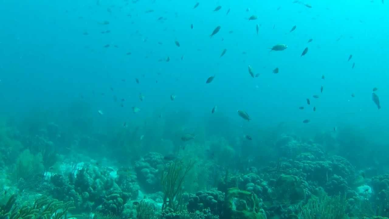 (Foto+video) Las 5 especies más extrañas que habitan en lo más profundo del mar