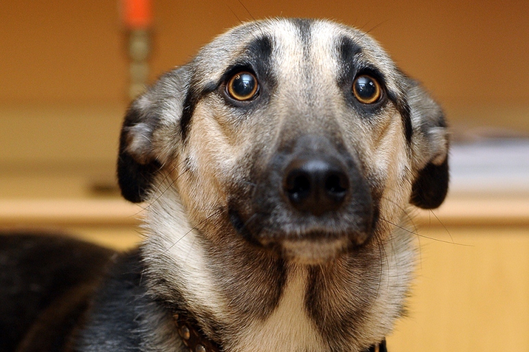 Los perros reflejan el nivel de estrés de sus dueños