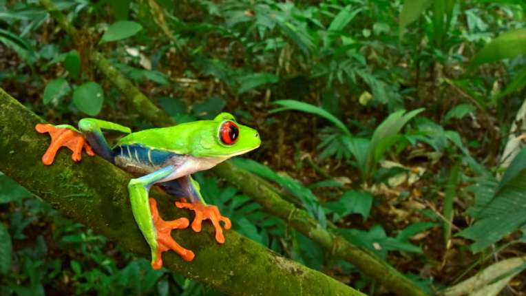 Descubren una gran variedad de especies desconocidas y perdidas en una selva inexplorada de Honduras