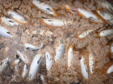 Descubren masiva muerte de peces en Los Lagos: Empresa salmonera los tenía amontonados ilegalmente