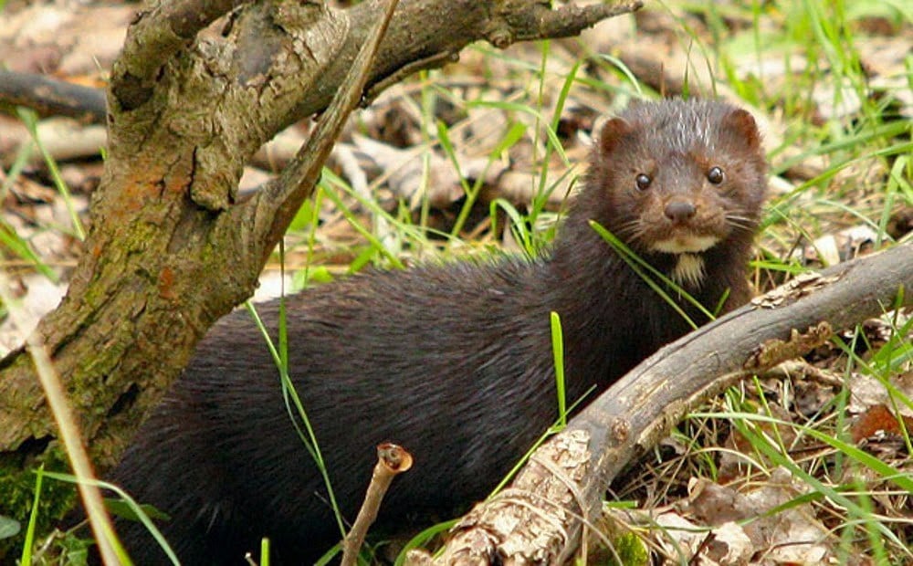 Especie exótica e invasora: Parte programa de erradicación del visón americano en Chiloé